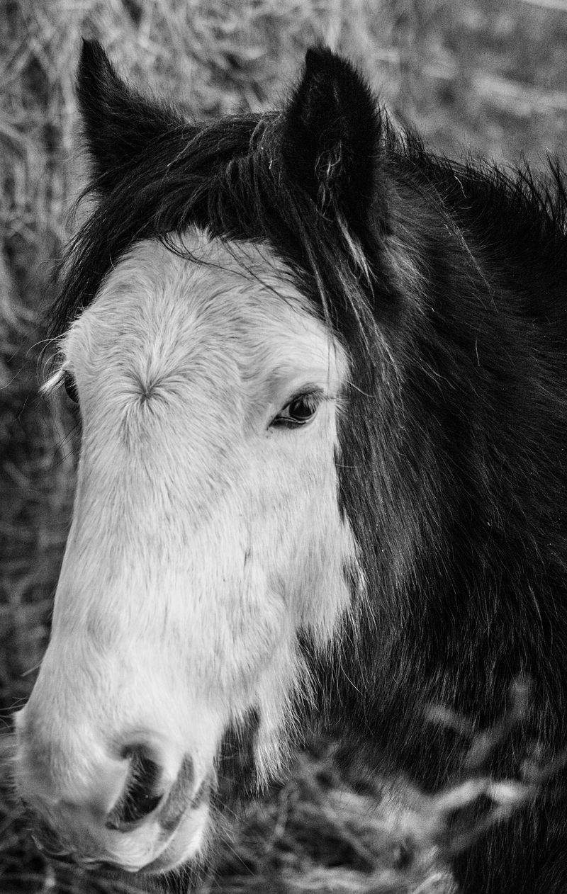 アニマルケアジャパン株式会社 - Image 7